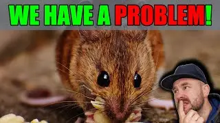How to catch a Mouse (ALIVE)