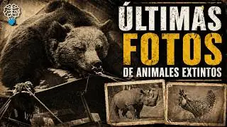 3 Ultimas Fotos De Animales Extintos