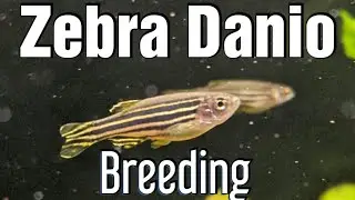 Breeding Zebra Danios!