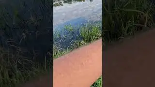 Щучка ждала под берегом. 