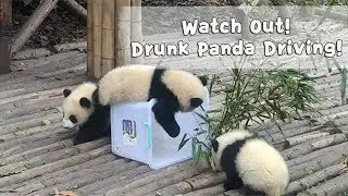 Watch Out! Drunk Panda Driving And Falling On Passerby | iPanda