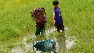 Quick Fishing By Primitive Fishing Instrument (Ang Routh) || The Best Fishing In Cambodia