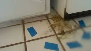 Another rat's nest behind the fridge, look at the poop!