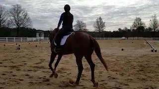 Andy's first BN Dressage at GIHP