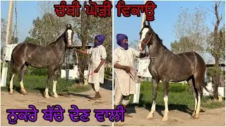 ਸੋਨੇ ਦੇ ਆਂਡੇ ਦਿੰਦੀ ਆ ਘੋੜੀ ਬਾਕੀ ਸਵਾਰੀ ਦੀ ਬਹੁਤ ਸਾਫ ਆ