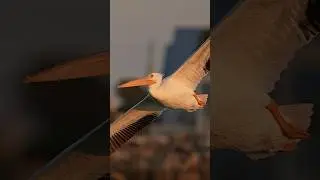White Pelican magically glides in for a landing.