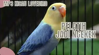 Ngetik lovebird auto ngekek belajar dari lovebird ini