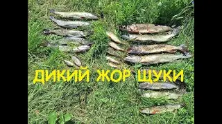 ДИКИЙ ЖОР ЩУКИ В ВОЛОГОДСКОЙ ОБЛАСТИ!!! Я ТАКОГО ЕЩЕ НЕ ВИДЕЛ!