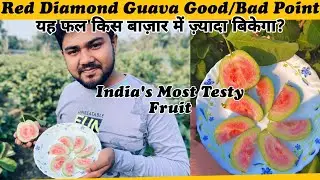 India's Most Testy Fruit || Japanese Red Diamond Guava Good/Bad Point and About Market