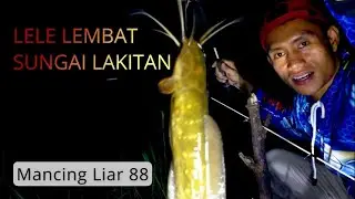 LELE LEMBAT SUNGAI LAKITAN