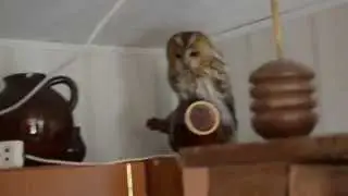 Незваный гость на моей даче. Открываю дом - а там СОВА хозяйничает :)