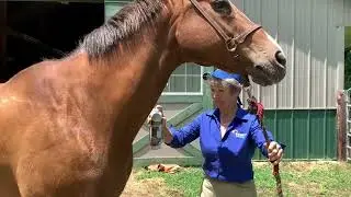 Herbal soothing Liniment for Horses