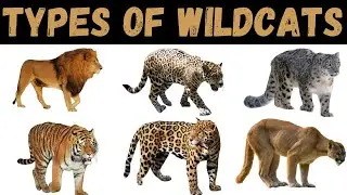 Types Of Wildcats | Wildcats | Wildcats For Kids #wildcats #education