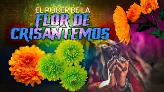 El Poder de la Flor de Crisantemos