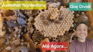 A Melhor Uruçú Nordestina que Dividi até agora. Caixa muito linda e populosa!!!
