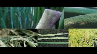 Identifying and Treating Onion Diseases