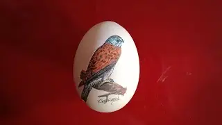 #Unique art#miniature #egg painting #wildlife # falcon.