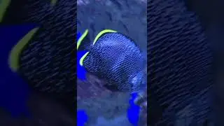 Butterflyfish | Nature's Living Art #shorts