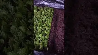 Супер бюджетный парник для туй