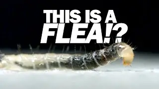 I've never seen a FLEA move like this!