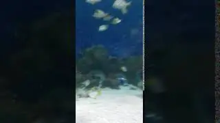 went to fish
