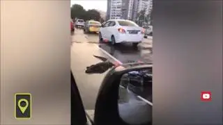 Гигантский варан выполз на дорогу в Сингапуре