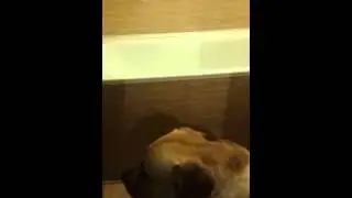 Лапы мыть!