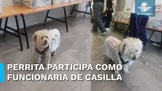 Ella es Daisy, la perrita funcionaria de casilla que conmovió a internautas
