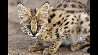 Serval Cat 101 | Serval Cat | Serval Cat Africa