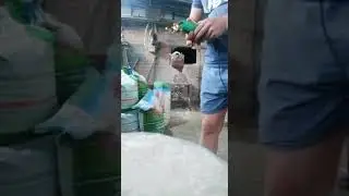 Купирование хвостов у поросят породы пьетрен