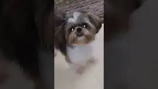 Твои желания зажигают звёзды. #malta #myvideo #dog #pedigree
