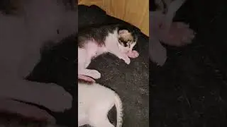 New born cute little kittens
