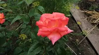 Роза флорибунда Циркус!