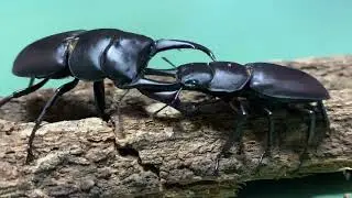コクワガタのガチ喧嘩【名勝負】【カブクワ】