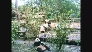 El sonido de los pandas (AIWORLD)