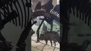 The American Museum of Natural History in NYC (Full video on my channel!)