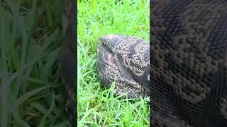 Walking My Tegu! #shorts