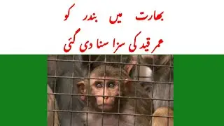 Bharat Main Bander Ko Umer Qaid Ki Saza Suna Di Gyi [INDIA]