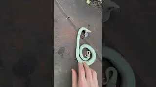 Hognose Snake Insists it is Dead!
