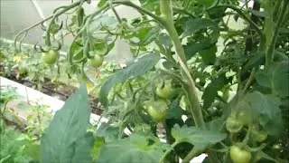 Томаты опыляю сама!!!