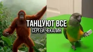 Танцуют все. Музыка  Сергея Чекалина. Everybody is dancing. Music by Sergey Chekalin.