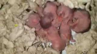Baby hams day 6: mom says no photos please