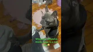 Frenchie singing BINGO🤣🥰.  