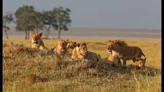 The King of the wild | Full Lion Documentary | 2020