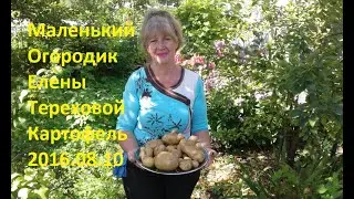 Маленький Огородик Елены Тереховой - Картофель 2016.08.10