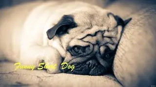 Pug says Mom. Adult pug learned to say word - mom