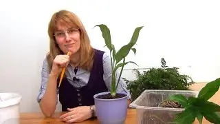 Спатифиллум. Уход и размножение.