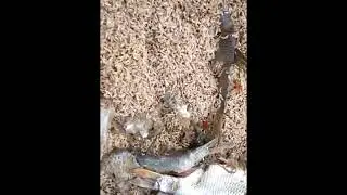 Опарыши, очень много опарышей