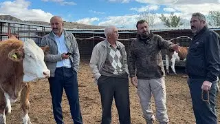 AMASYADAN GELEN DAYI YORDU BİZİ