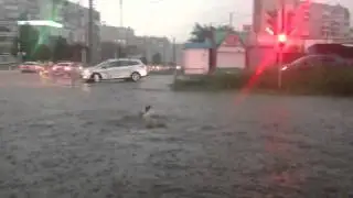 Переплыл дорогу на красный